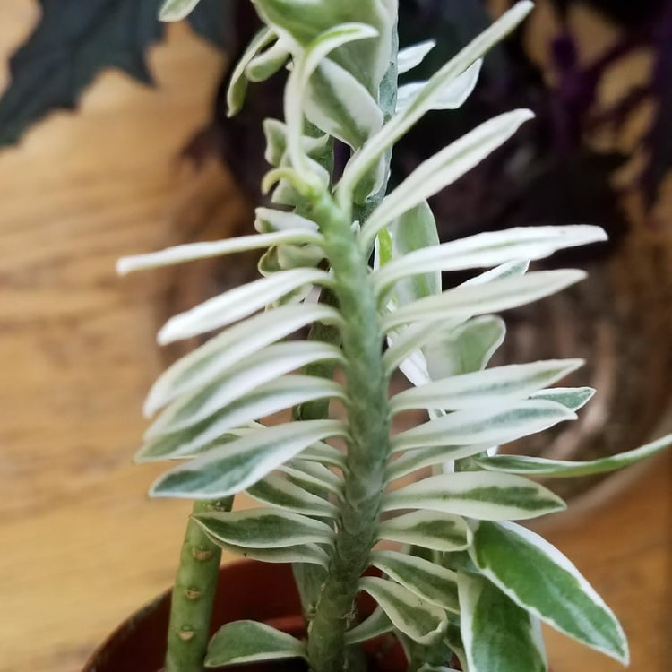 spine bearing succulent plant Variegated Devil's Backbone - Live Starter Plants in 2 Inch Pots