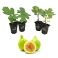 Fig Tree - 4 Live Starter Plants - Ficus Carica - Edible Fruit Tree for The Patio and Garden