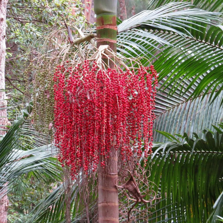 king palm plants King Palm - Live Plant in a 3 Gallon Growers Pot