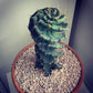 Spiral Cactus - Live Plant in a 6 Inch Pot - Cereus Forbesii - Beautiful Indoor Outdoor Cacti Succulent Houseplant