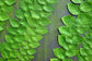 Rhaphidophora Hayii Shingle Plant - Live Plant in a 4 Inch Pot - Rhaphidophora Hayii - Extremely Rare and Beautiful Vining Indoor Houseplant - Air Purifying