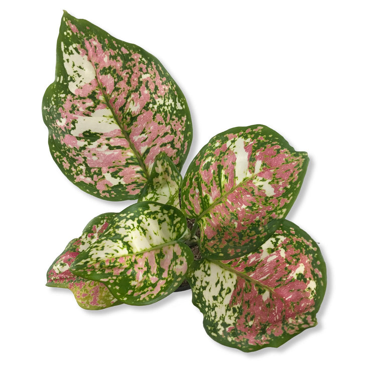 aglaonema pictum pink Pink Tricolor Aglaonema - Live Plant in a 4 Inch Pot