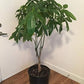 Money Tree Braid - Live Plant in an 10 Inch Growers Pot - Pachira Aquatica - Low Maintenance Pet Friendly Indoor Houseplant