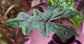 Alocasia - 4 Live Starter Plants in 2 Inch Pots - Alocasia - Florist Quality Air Purifying Indoor Plant - Nature&