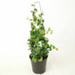 Ficus Tree - Live Starter Plants in 2 Inch Pots - Stunning Easy Care Interior Houseplant