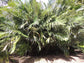 Dwarf Sugar Palm Tree - Formosa Palm - Live Plant in a 3 Gallon Grower&