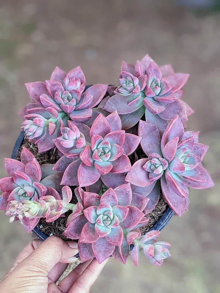 graptosedum california sunset succulent care California Sunset Succulent - Live Starter Plants in 2 Inch Pots