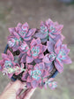 California Sunset Succulent - Live Starter Plants in 2 Inch Pots - Graptosedum Purple - Beautiful Indoor Outdoor Succulent Houseplant (3 Plants)