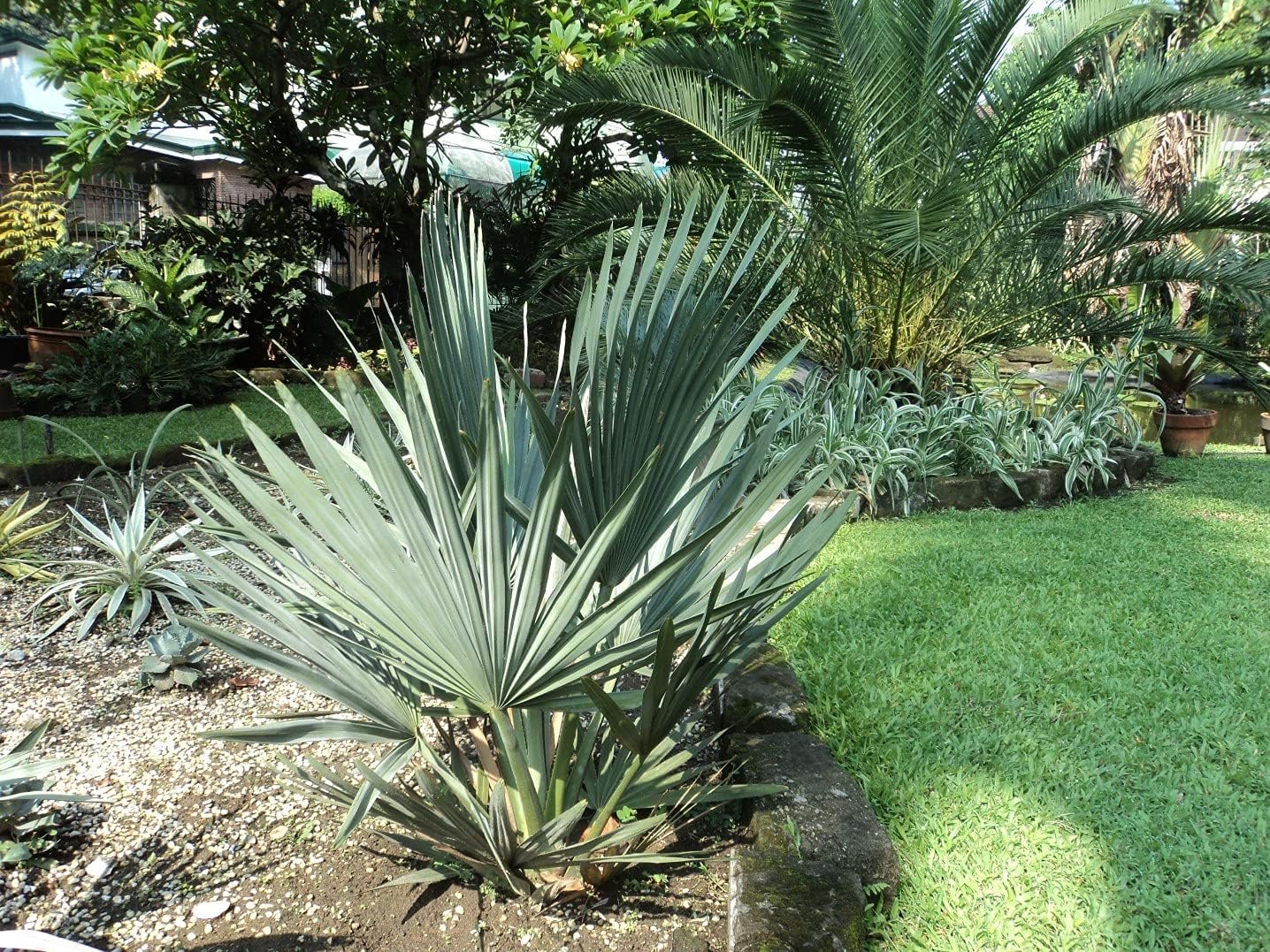 Giant Yarey Palm - Live Plant in a 4 Inch Growers Pot - Copernicia Fal ...