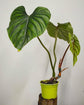 Philodendron - Live Starter Plant - Rare and Elegant Indoor Houseplant