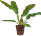 Philodendron Ring of Fire - Live Starter Plants in 2 Inch Pots - Exotic and Rare Indoor Houseplant - A Kaleidoscope of Colors