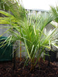 High Plateau Coconut Palm - Live Plant in a 3 Gallon Pot - Beccariophoenix Alfredii - Extremely Rare Ornamental Cold Hardy Coconut Palm