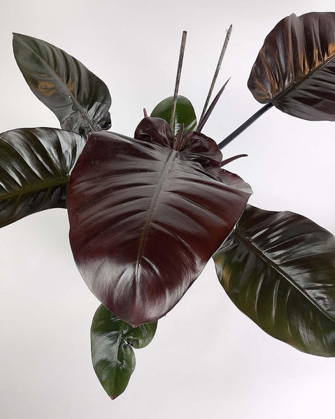 philodendron black Black Cardinal Philodendron - Live Plant in a 4 Inch Pot