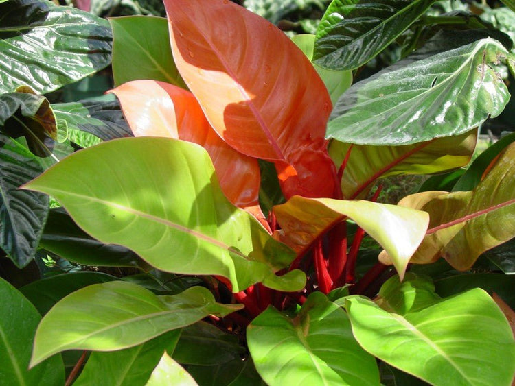 prince of orange philodendron florida Philodendron Prince of Orange - Live Plant in a 10 Inch Growers Pot
