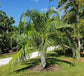 Mule Palm - 5 Live Plants in 4 Inch Growers Pots - Xbutiagrus Nabonnandii - Rare Ornamental Palms of Florida