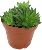 Artisan Grown Haworthia Succulent Collection – 5 Live Haworthia Plants in 4 Inch Pots – Growers Choice - Hand-Picked for Beauty – Perfect Plant Assortment for Indoors or Outdoors