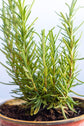 Rosemary Plant - Live Plant in a 4 inch Pot - Salvia Rosmarinus - Indoor Outdoor Edible Herbs for Kitchen Garden