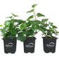 Green English Ivy - Live Plants in 3 Inch Pots - Hedera Helix - Beautiful Easy Care Indoor Air Purifying Houseplant Vine