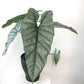 Alocasia - 4 Live Starter Plants in 2 Inch Pots - Alocasia - Florist Quality Air Purifying Indoor Plant - Nature&