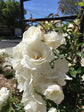 Iceberg Rose Bush - Live Starter Plants in 4 Inch Pots - Beautifully Fragrant Rose from Florida - A Versatile Beauty with a Rich Fragrance