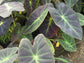 Colocasia Elephant Ear Plant - 4 Live Starter Plants - Colocasia Esculenta - Beautiful Large Leaf Foliage Starter Multipack