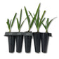 Green Saw Palmetto - Live Starter Plants in 2 Inch Pots - Serenoa Repens ‘Green’ - Native Ornamental Palms from Florida