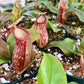 Carnivorous Tropical Plants - Live Starter Plants in 2 Inch Pots - Beautiful Easy Care Indoor Tropical Carnivorous Plants