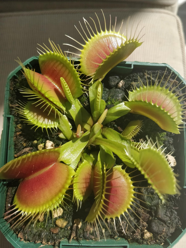 indoor carnivorous plants for sale Carnivorous Pitcher Plant - Live Starter Plant in a 2 Inch Pot - Nepenthes St Gaya
