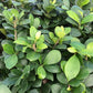 Ultimate Houseplant Trio - Money Tree Braid, Lucky Bean Plant, and Ginseng Ficus - A Captivating Blend of Houseplants and Bonsai Artistry