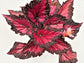 Red Kiss Begonia - Live Starters in 2 Inch Pots - Begonia Rex &
