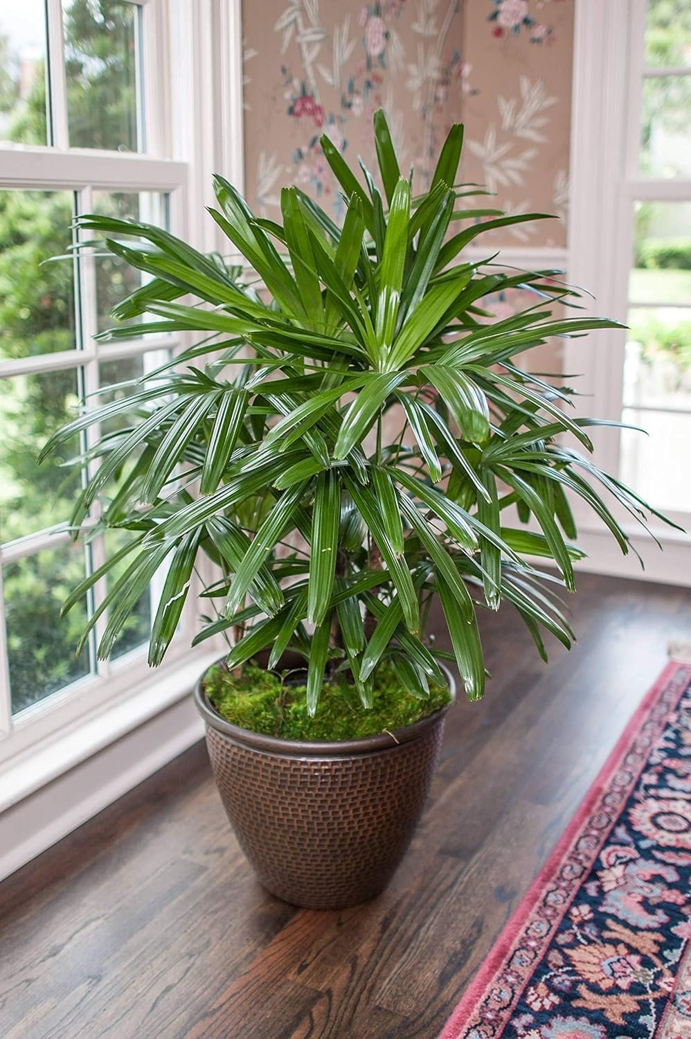 lady palm indoor plant Lady Palm - Live Starter Plants in 2 Inch Pots - Rhapis Excelsa