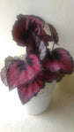 Red Kiss Begonia - Live Starters in 2 Inch Pots - Begonia Rex &