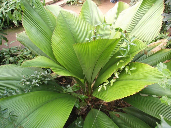 Joey Magnifica Palm - Live Plant in a 1 Gallon Pot - Johannesteijsmannia Magnifica - Extremely Rare Ornamental Palms of Florida