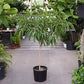 Ficus Alii Standard Tree - Live Plant in a 10 Inch Pot - Ficus Binnendiijkii &