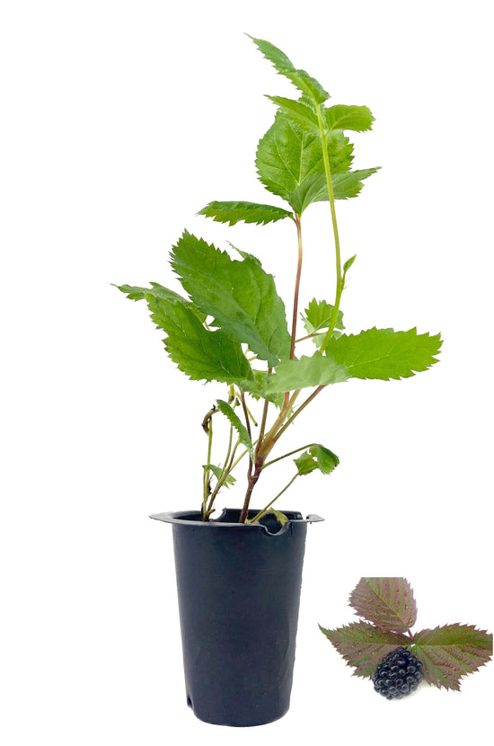 Apache BlackBerry Plant - Live Plant in a 2 Inch Pot - Rubus - Fruit Trees for The Patio and Garden