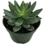 Artisan Grown Succulent Collection – 3 Live Succulent Plants in 4 Inch Pots – Growers Choice - Hand-Picked for Beauty – Perfect Plant Assortment for Indoors or Outdoors