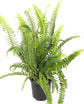 Australian Sword Kimberly Queen Fern - Live Plants in 6 Inch Pots - Nephrolepis Obliterata - Wind Tolerant Herbaceous Fern