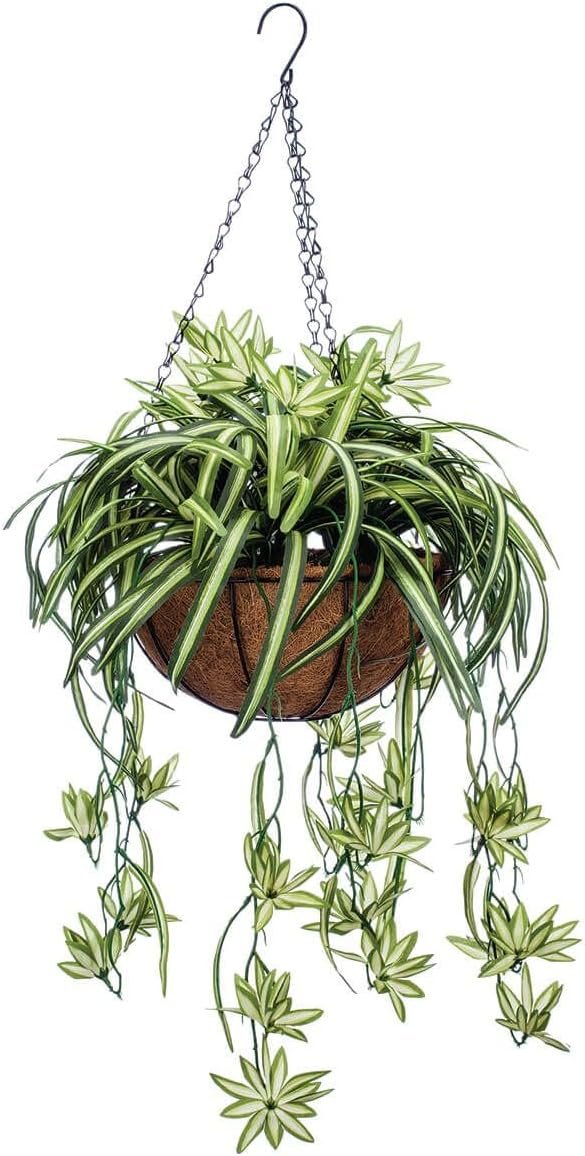 airplane plant hanging basket Enchanting Spider Plant Hanging Basket - Live Plant in a 4 Inch Hanging Basket - Chlorophytum Comosum
