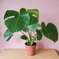 Split Leaf Philodendron - Live Plant in a 4 Inch Pot - Monstera Deliciosa - Beautiful Clean Air Indoor Plant