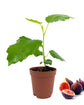 Fig Tree - Live Plant in a 2 Inch Pot - Ficus Carica - Edible Fruit Tree for The Patio and Garden