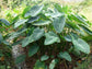Colocasia Elephant Ear Plant - 4 Live Starter Plants - Colocasia Esculenta - Beautiful Large Leaf Foliage Starter Multipack