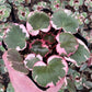 Strawberry Begonia - 4 Live Starter Plants in 2 Inch Pots - Saxifraga Stolonifera Tricolor - Rare and Beautiful Indoor Houseplant or Garden