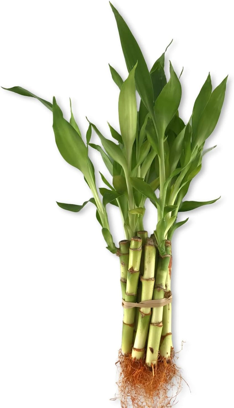 lucky bamboo straight stalks Lucky Indoor Bamboo - Live Plant - Ships Bare Root