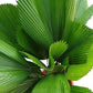 Vanuatu Fan Palm - Ruffled Fan Palm - Live Plant in a 4 Inch Growers Pot - Licuala Grandis - Extremely Rare Ornamental Palms of Florida