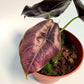 Azalani Alocasia - Live Plant in a 4 Inch Pot - Florist Quality Air Purifying Indoor Plant - Nature&