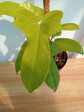 Philodendron - Live Starter Plant - Rare and Elegant Indoor Houseplant