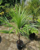 High Plateau Coconut Palm - Live Plant in a 3 Gallon Pot - Beccariophoenix Alfredii - Extremely Rare Ornamental Cold Hardy Coconut Palm