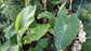 Colocasia Elephant Ear Plant - 4 Live Starter Plants - Colocasia Esculenta - Beautiful Large Leaf Foliage Starter Multipack