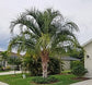 Mule Palm - Live Plants in 4 Inch Growers Pots - Butiagrus Nabonnandii - Rare Ornamental Palms of Florida