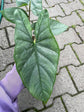 Alocasia - 4 Live Starter Plants in 2 Inch Pots - Alocasia - Florist Quality Air Purifying Indoor Plant - Nature&